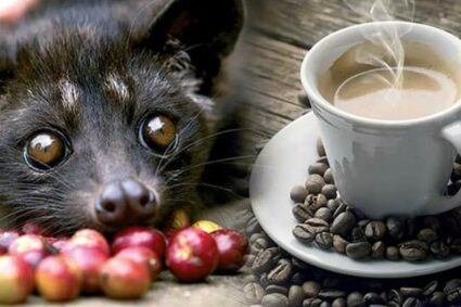 Kopi Luwak: Eksklusivitas dalam Sejumput Biji Kopi