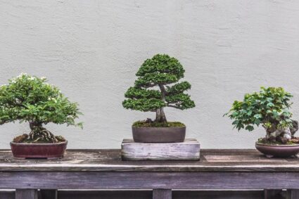 Bonsai : Hobi Telaten Mendulang Cuan Seni Kecil yang Berkembang Pesat